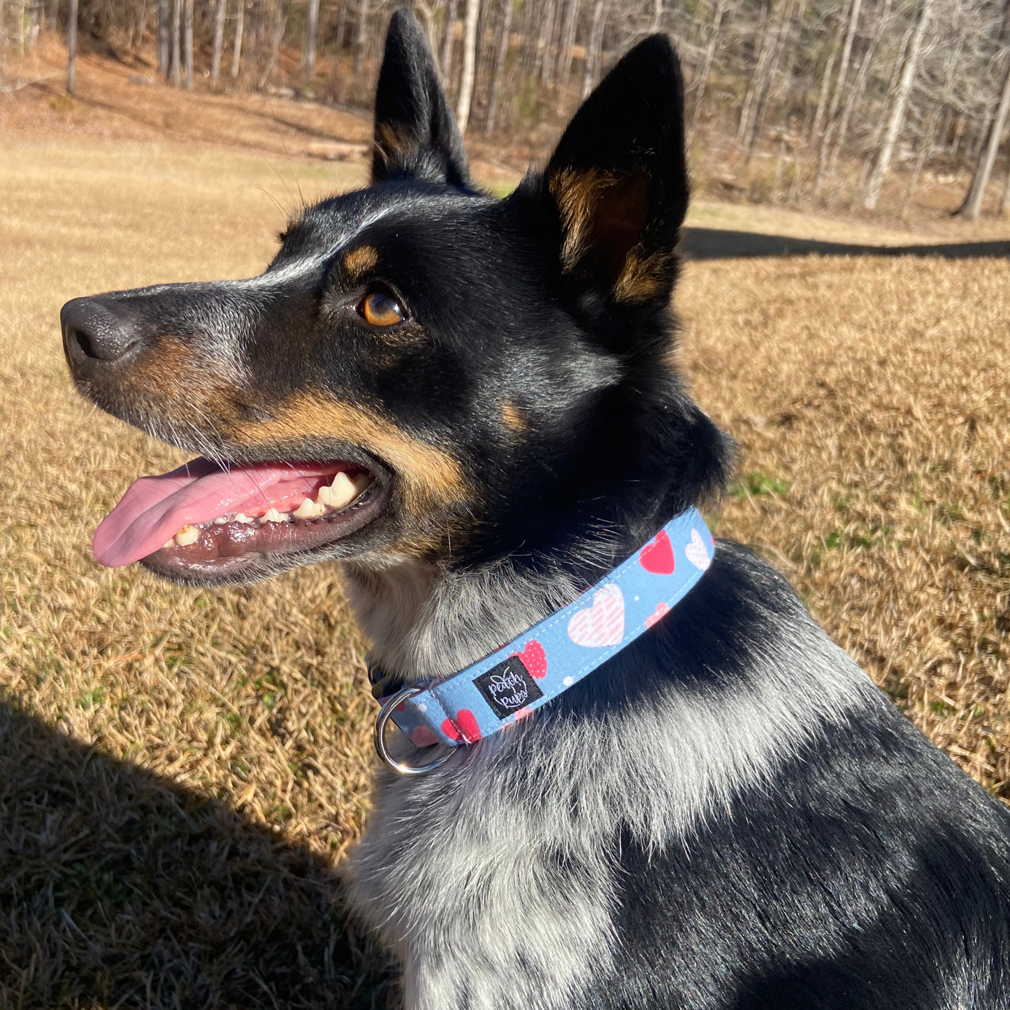 Blue with Pink Hearts Collar