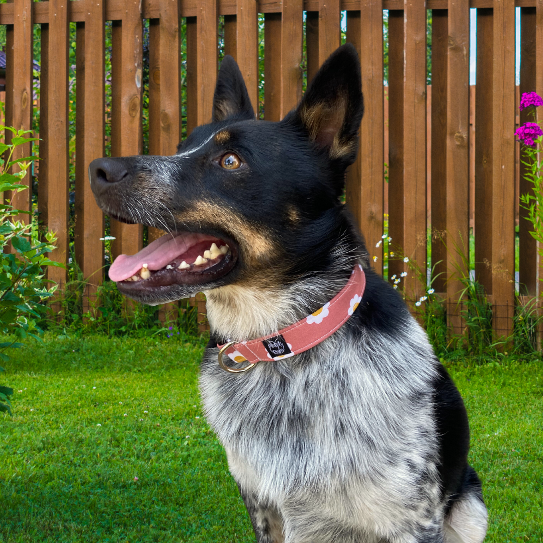 Flower Power Collar