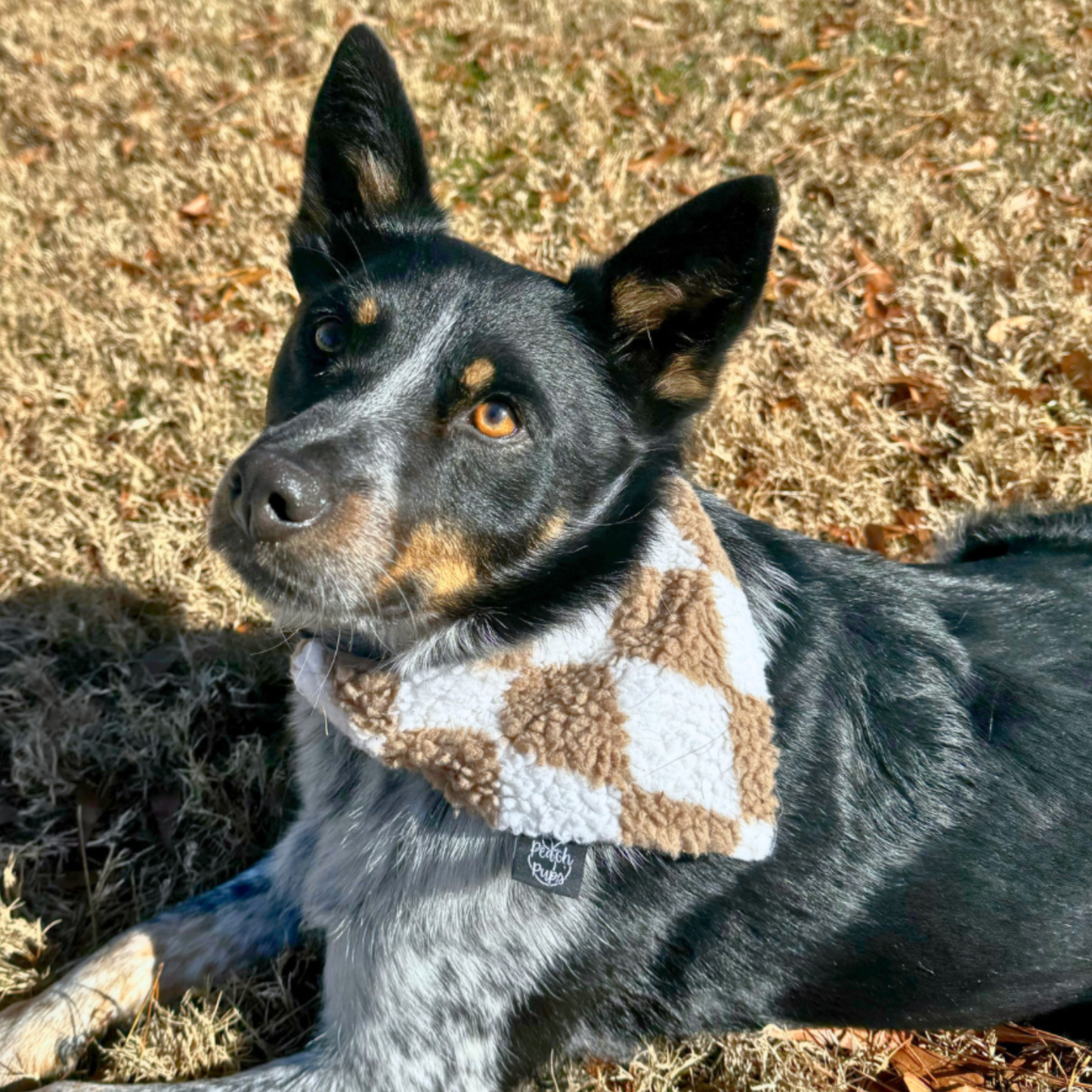 Sherpa Diamond Bandana