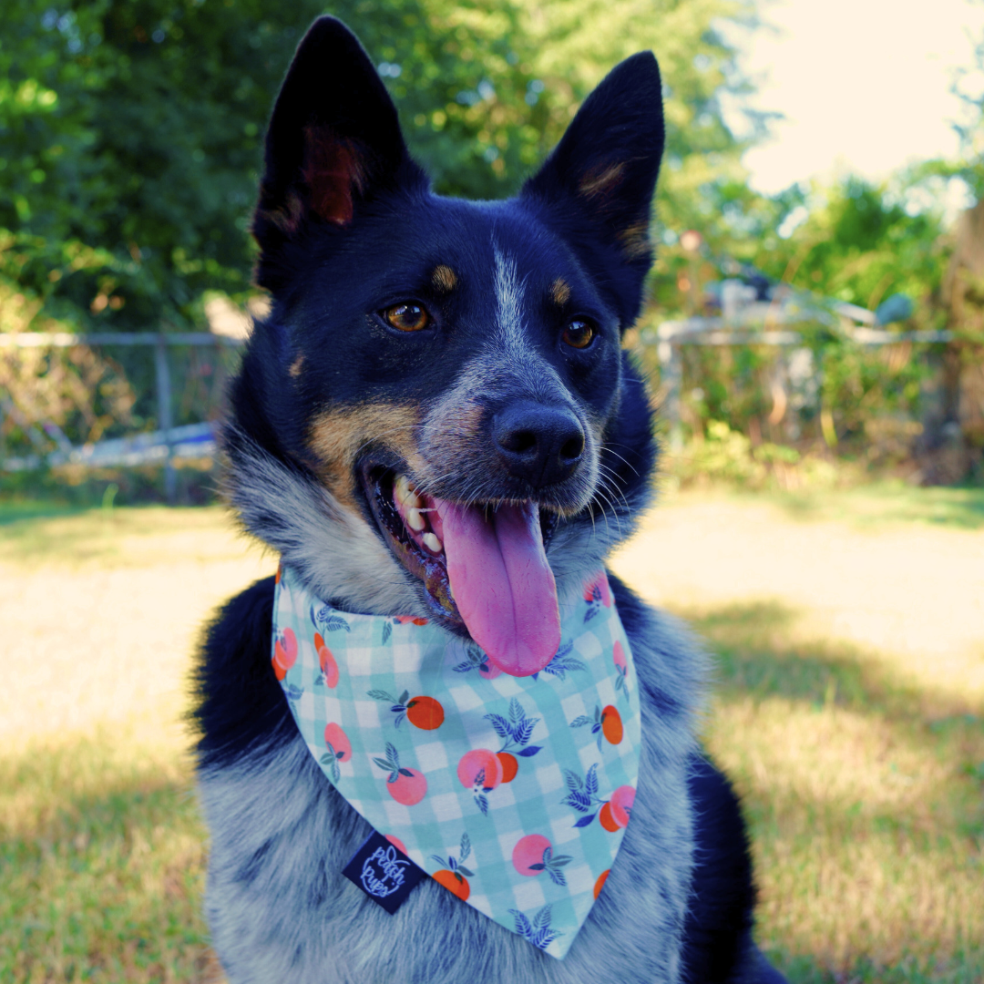Peaches on Gingham Bandana