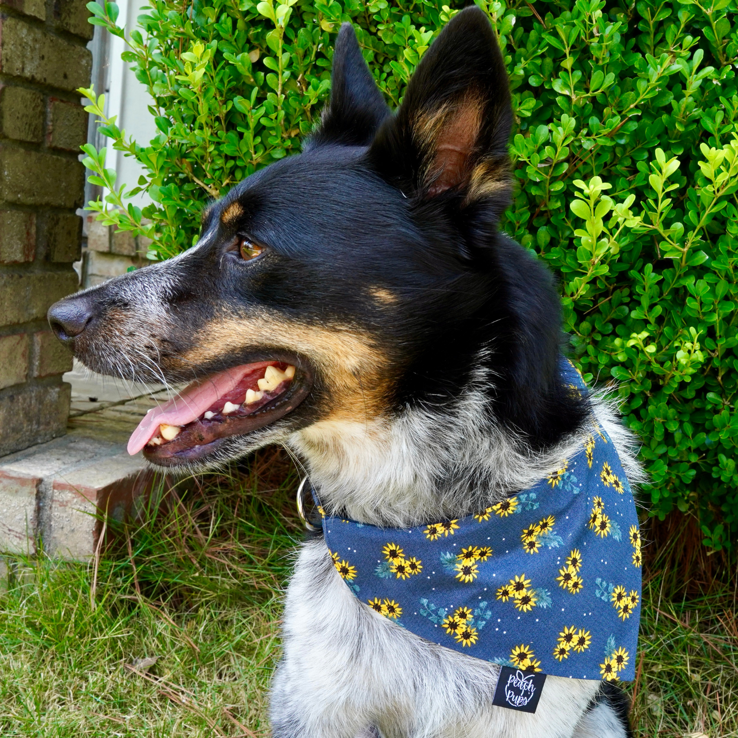 Sunflowers Bandana