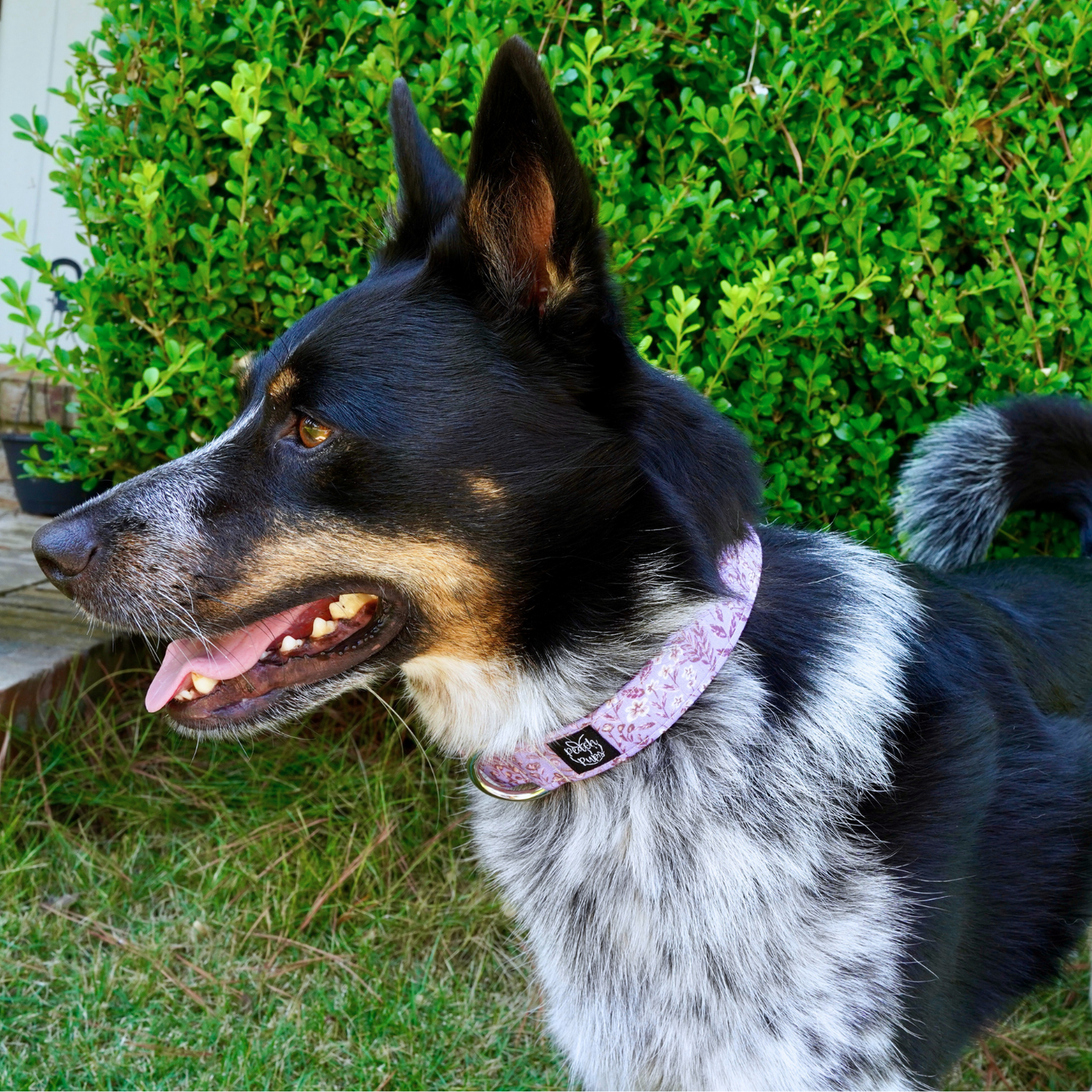 Purple Wheat Field Collar