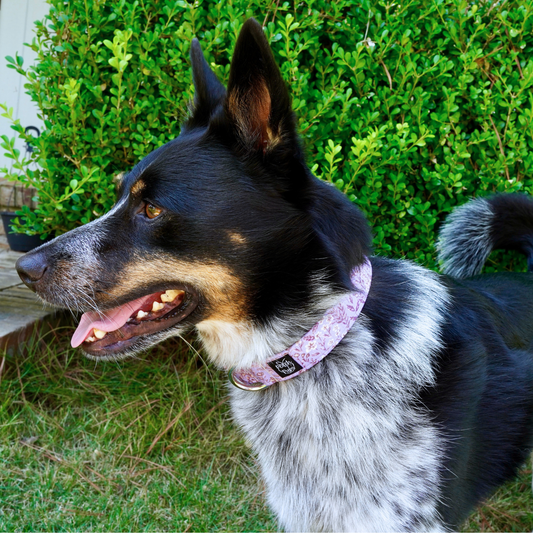 Purple Wheat Field Collar