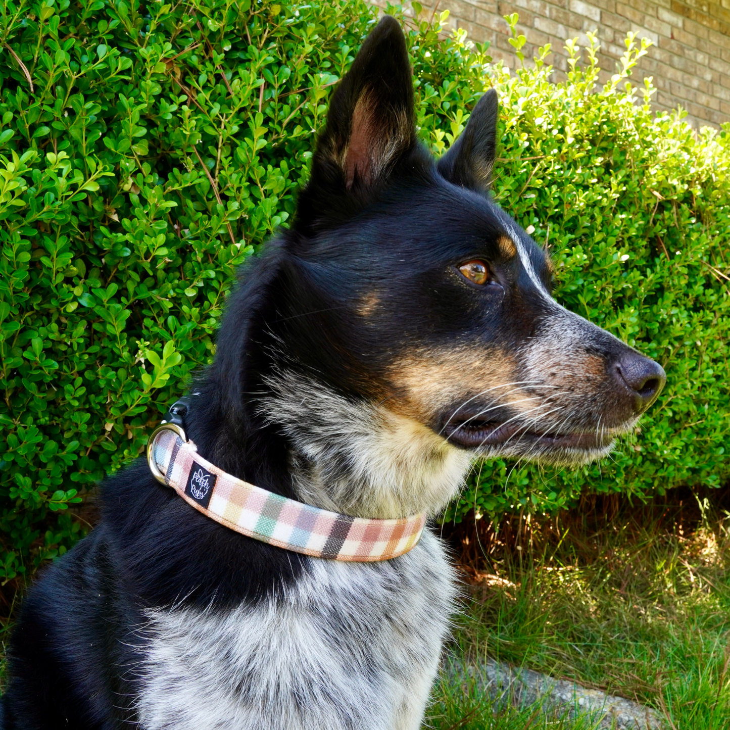 Pastel Gingham Collar