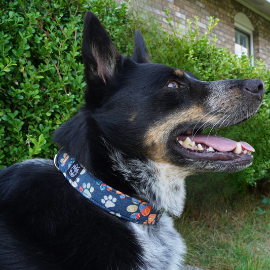 Fall Paw Prints Collar