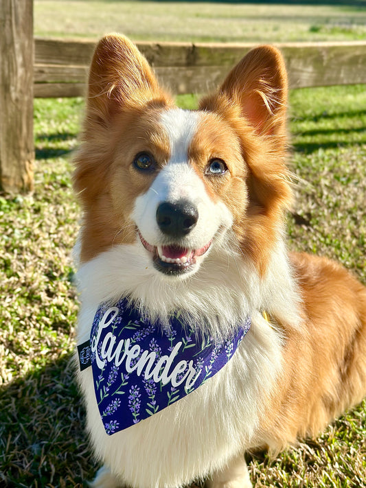 Lavender Plants Bandana