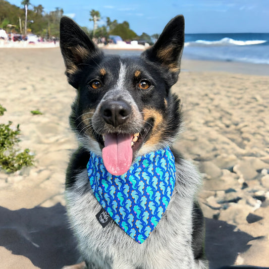 Sea Horse Bandana