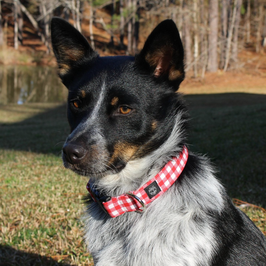 Red Gingham Collar