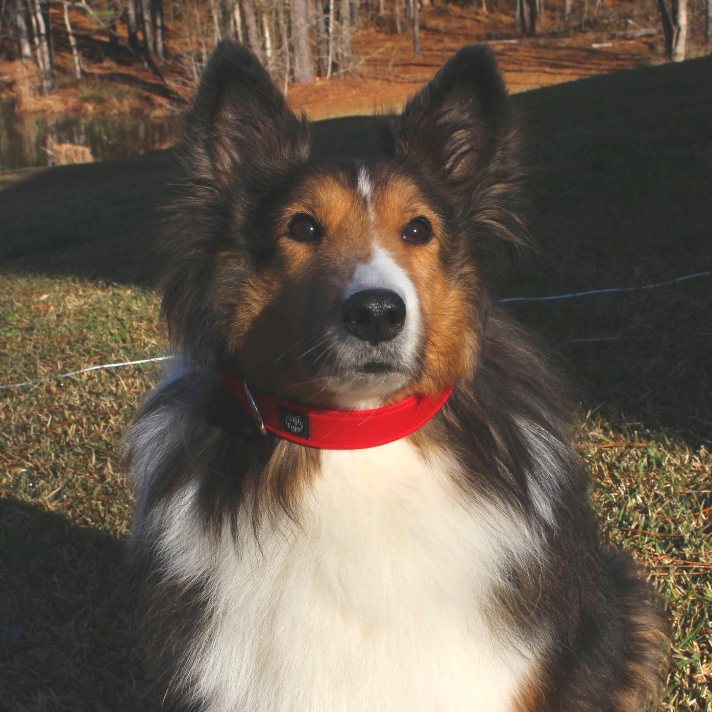 Solid Red Collar