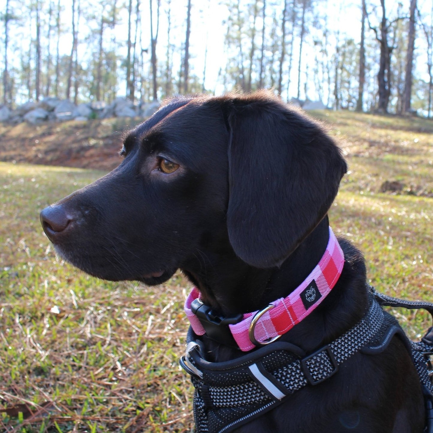 Pink and Red Buffalo Plaid Collar